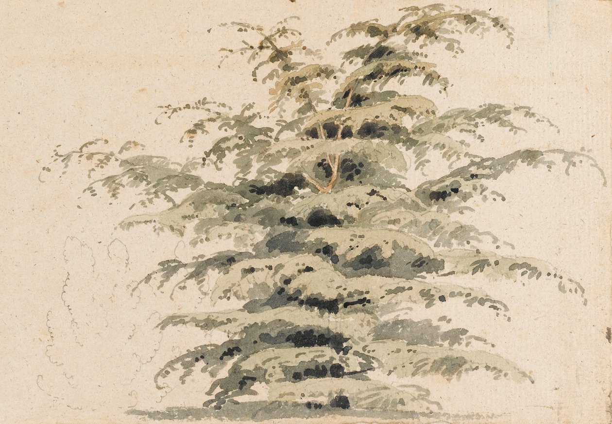 Studie af et cedertræ af Thomas Baxter
