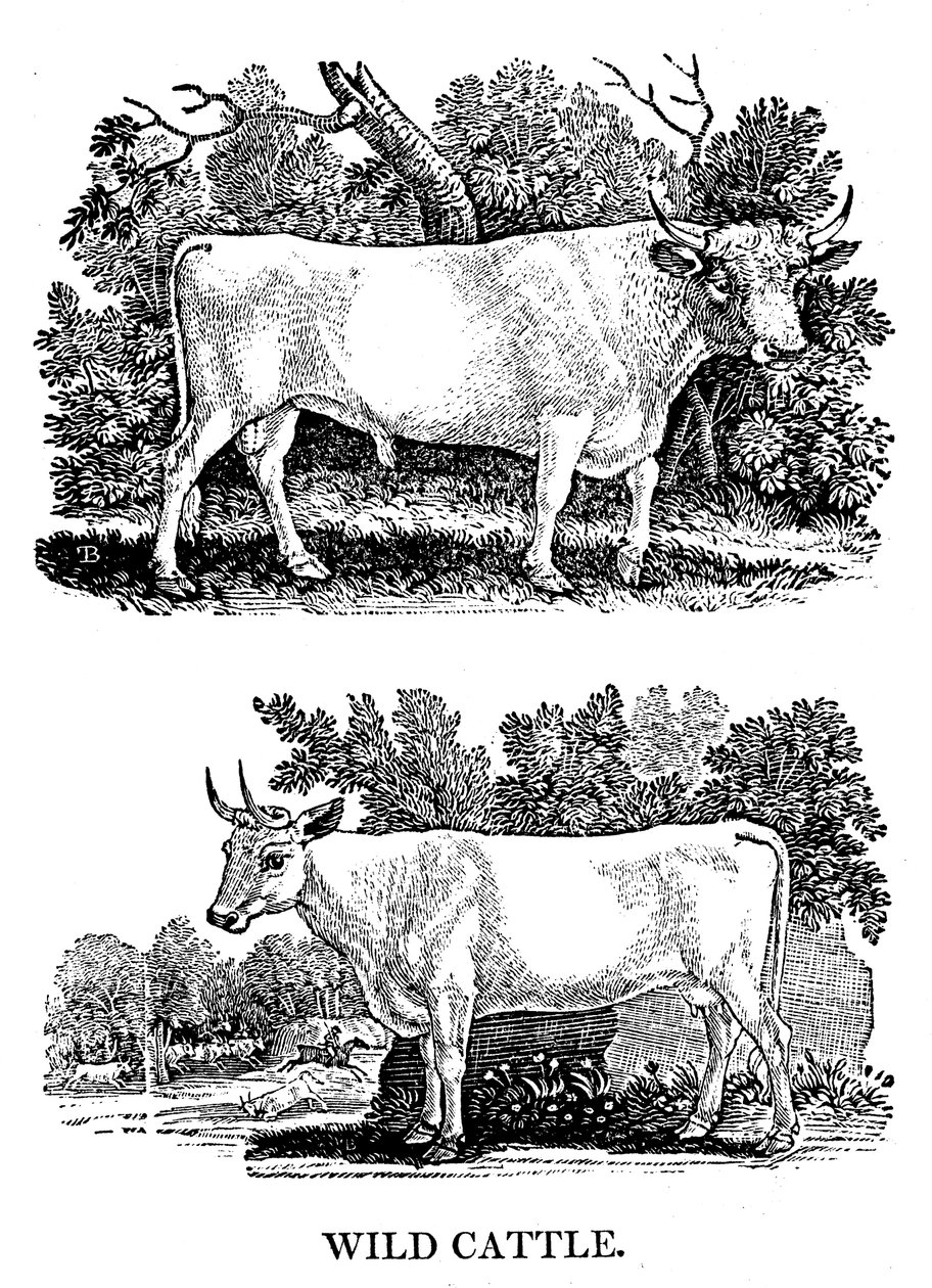Britisk vild eller parkkvæg, 1790 af Thomas Bewick