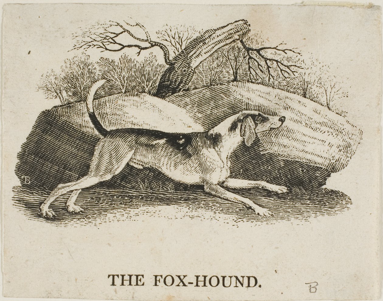 Rævehund af Thomas Bewick