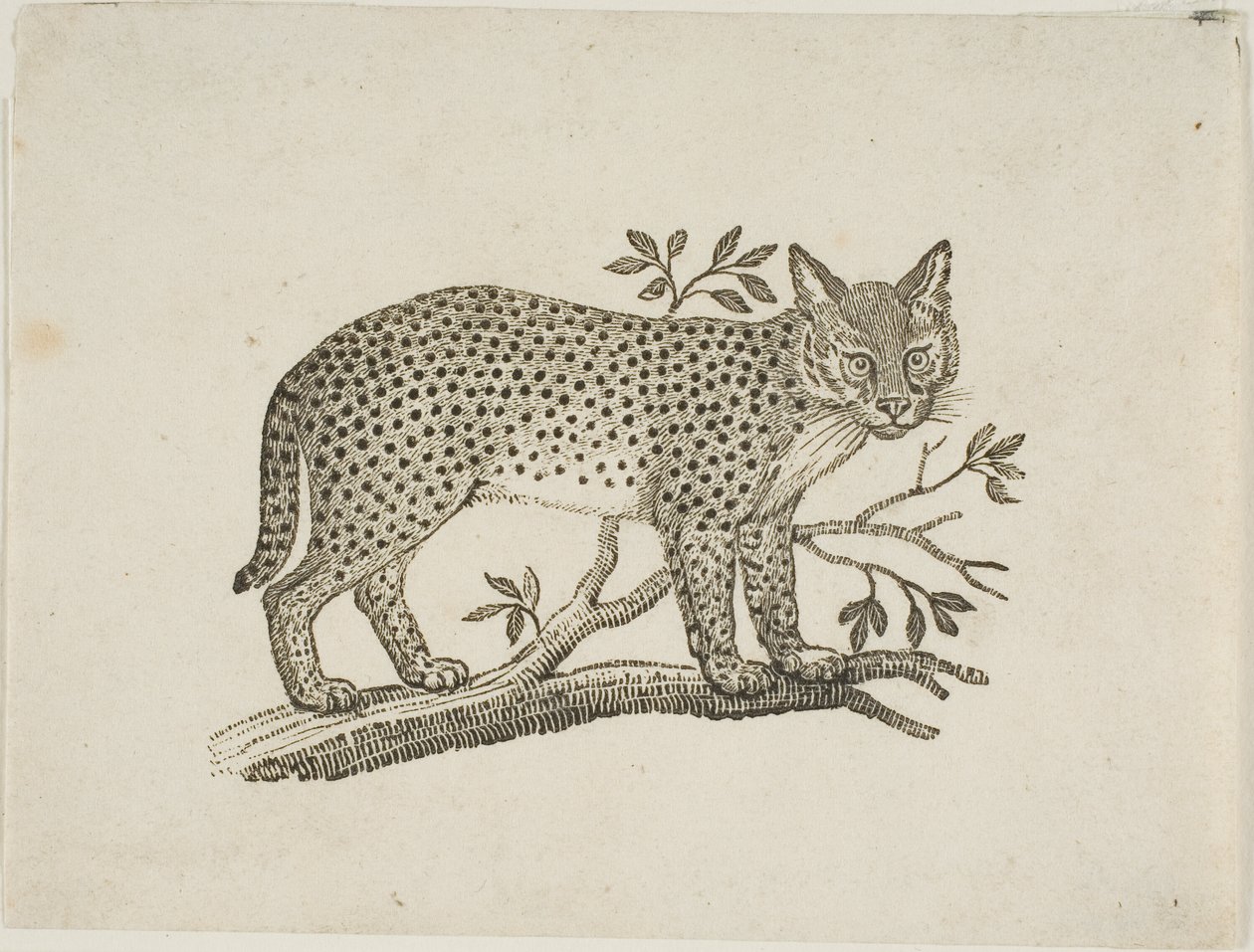 Servalen af Thomas Bewick