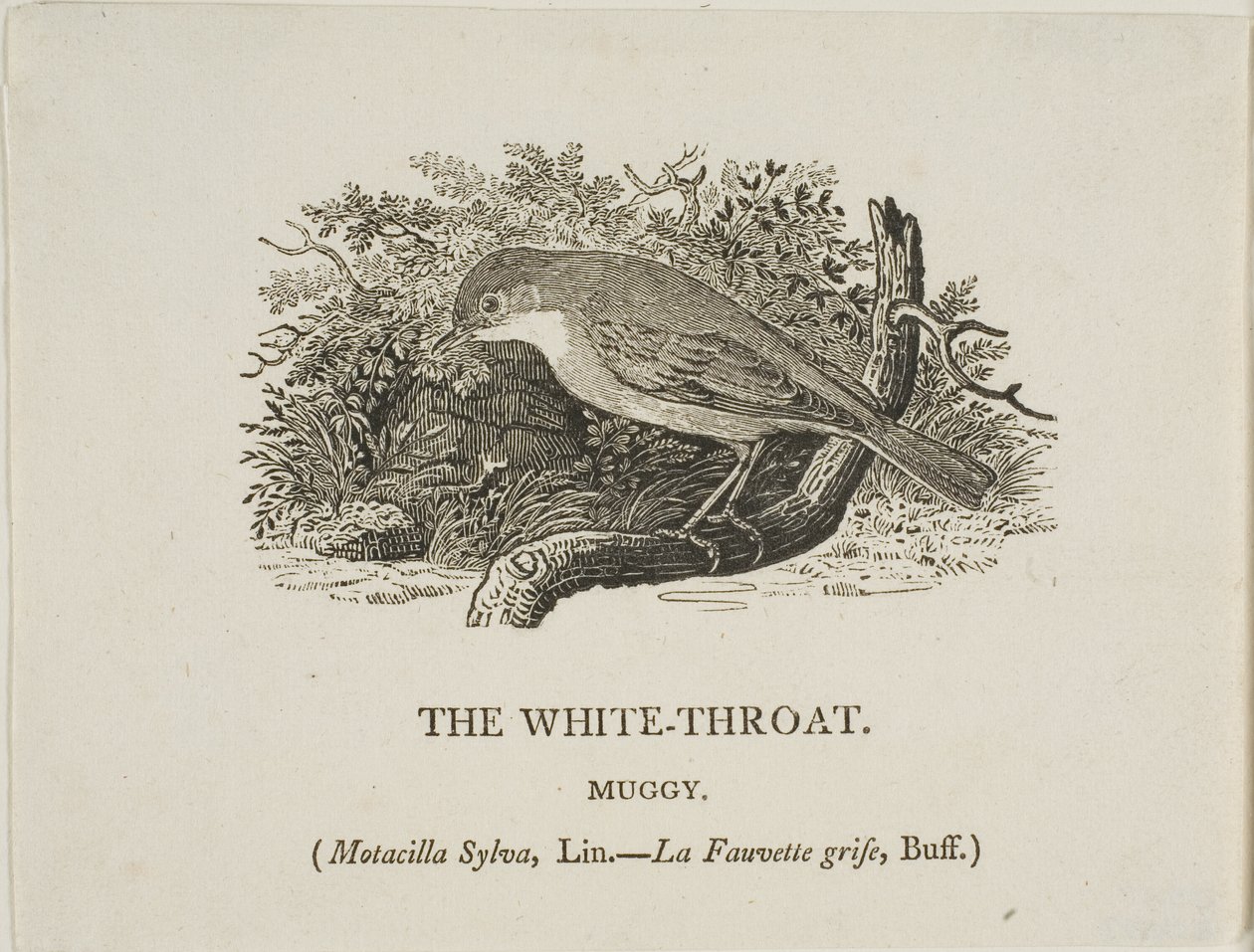 Hvid hals (fugl) af Thomas Bewick