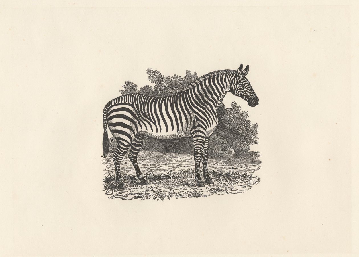 Zebra af Thomas Bewick