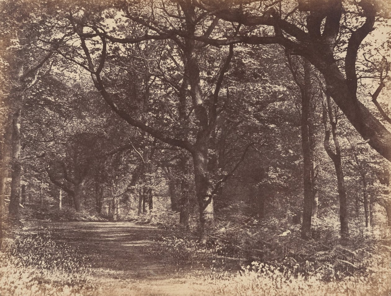 Træscene, Norton, Cheshire, 1856. af Thomas Davies