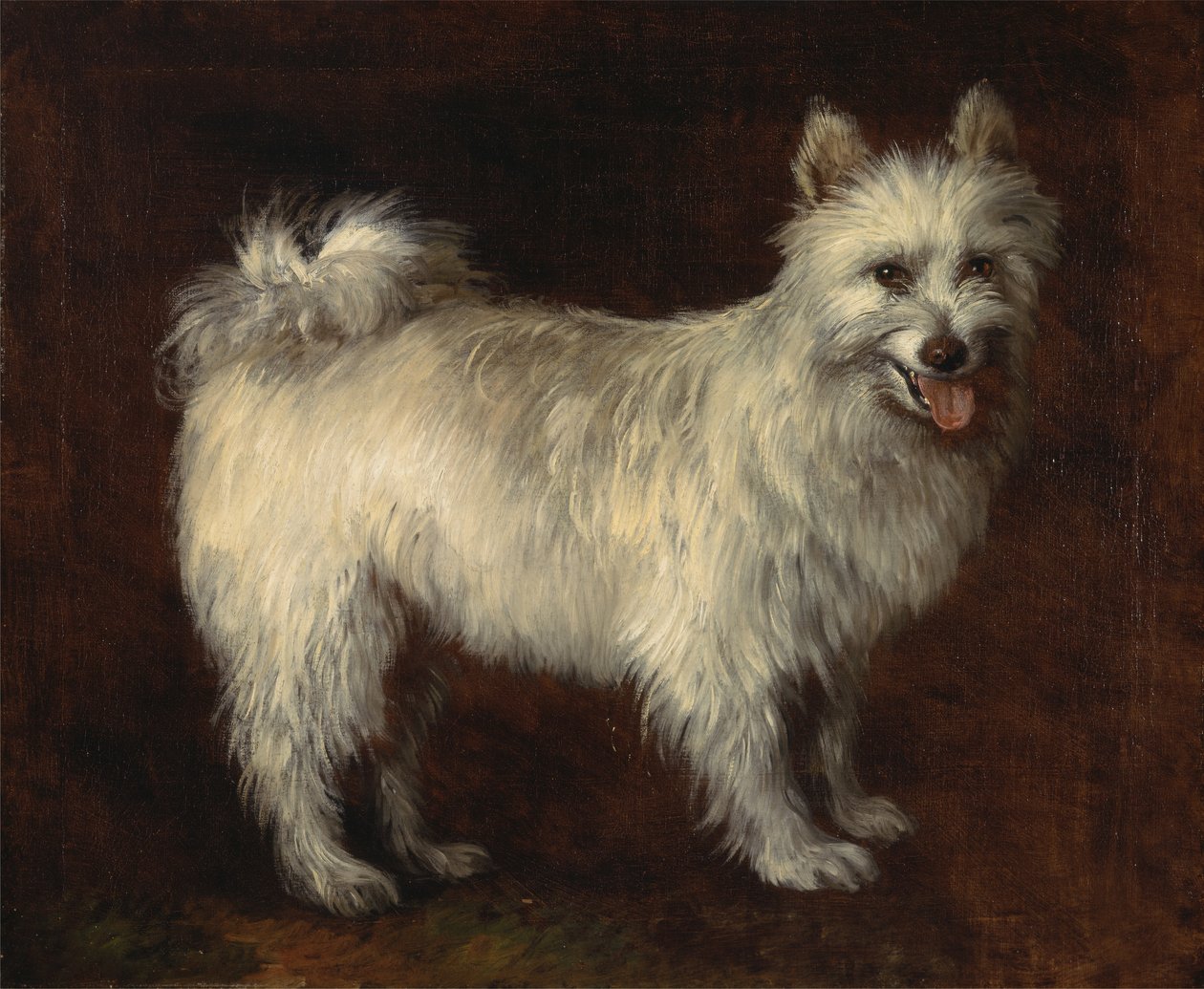 Spitz Dog,A Dog, ca. 1765. af Thomas Gainsborough