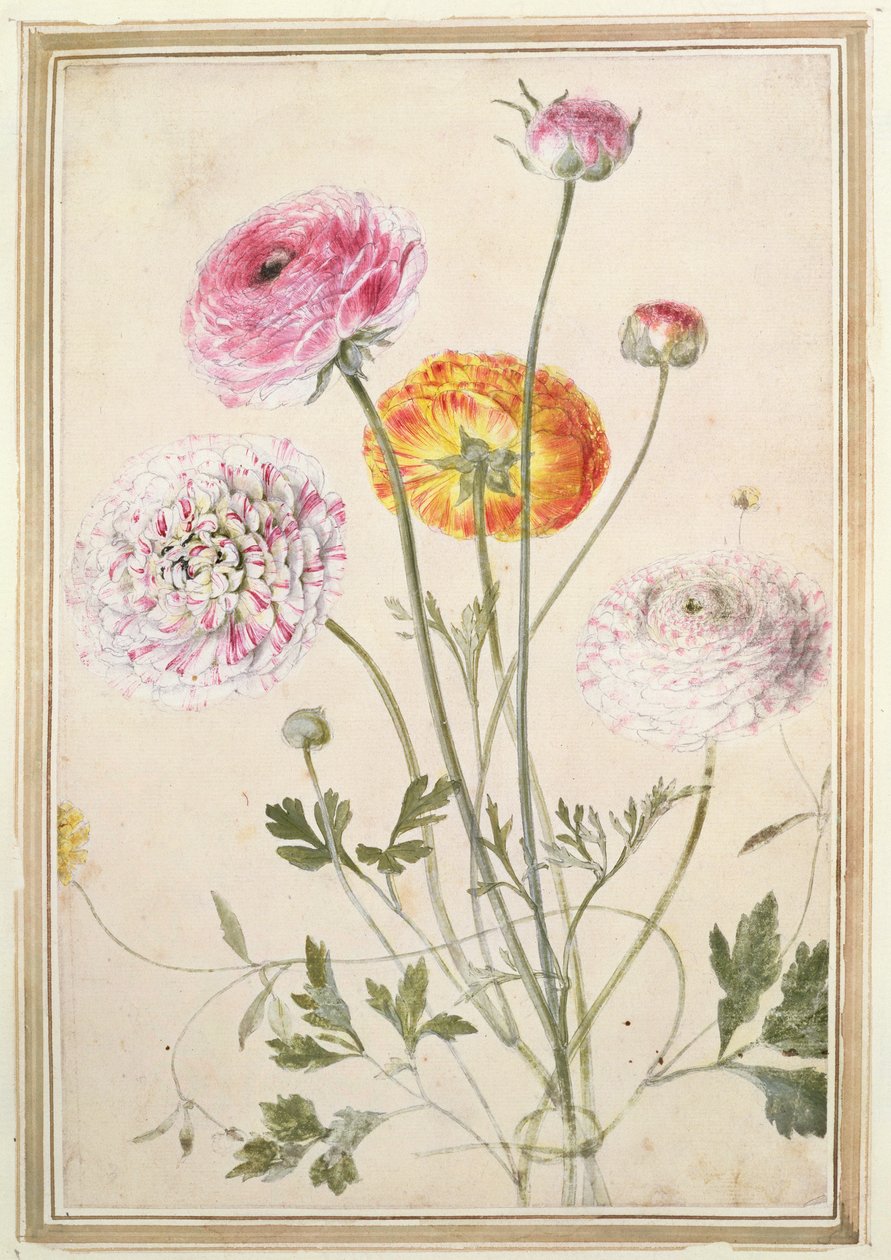 Blomsterstudie, c.1760 af Thomas Robins