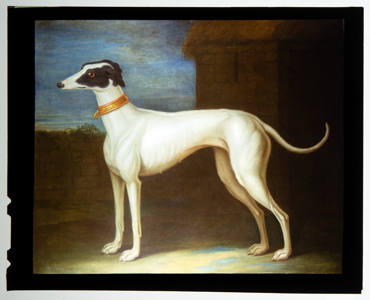 En yndet greyhound af Thomas of Pall Mall Butler