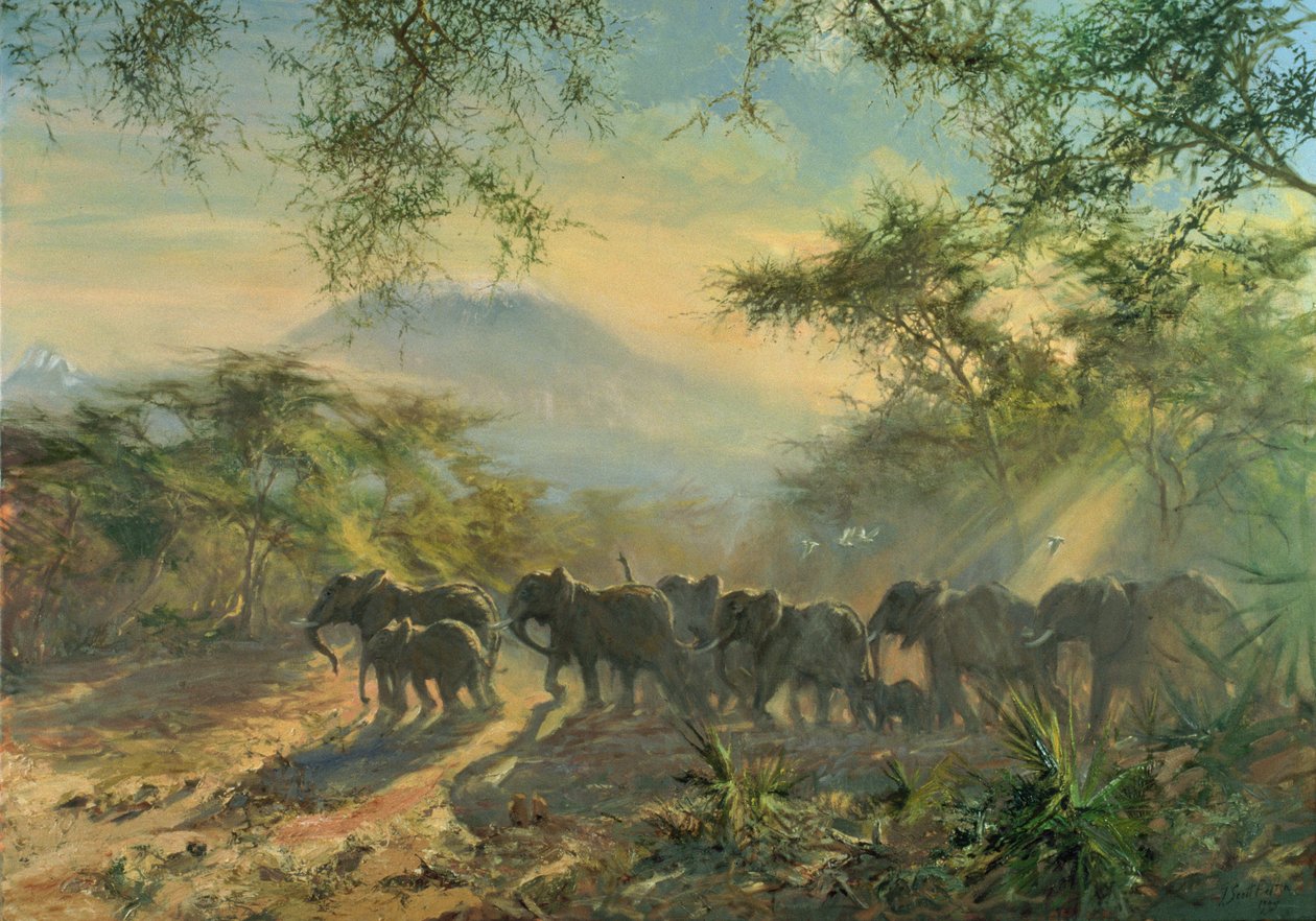 Elephant, Kilimanjaro, 1995 af Tim Scott Bolton