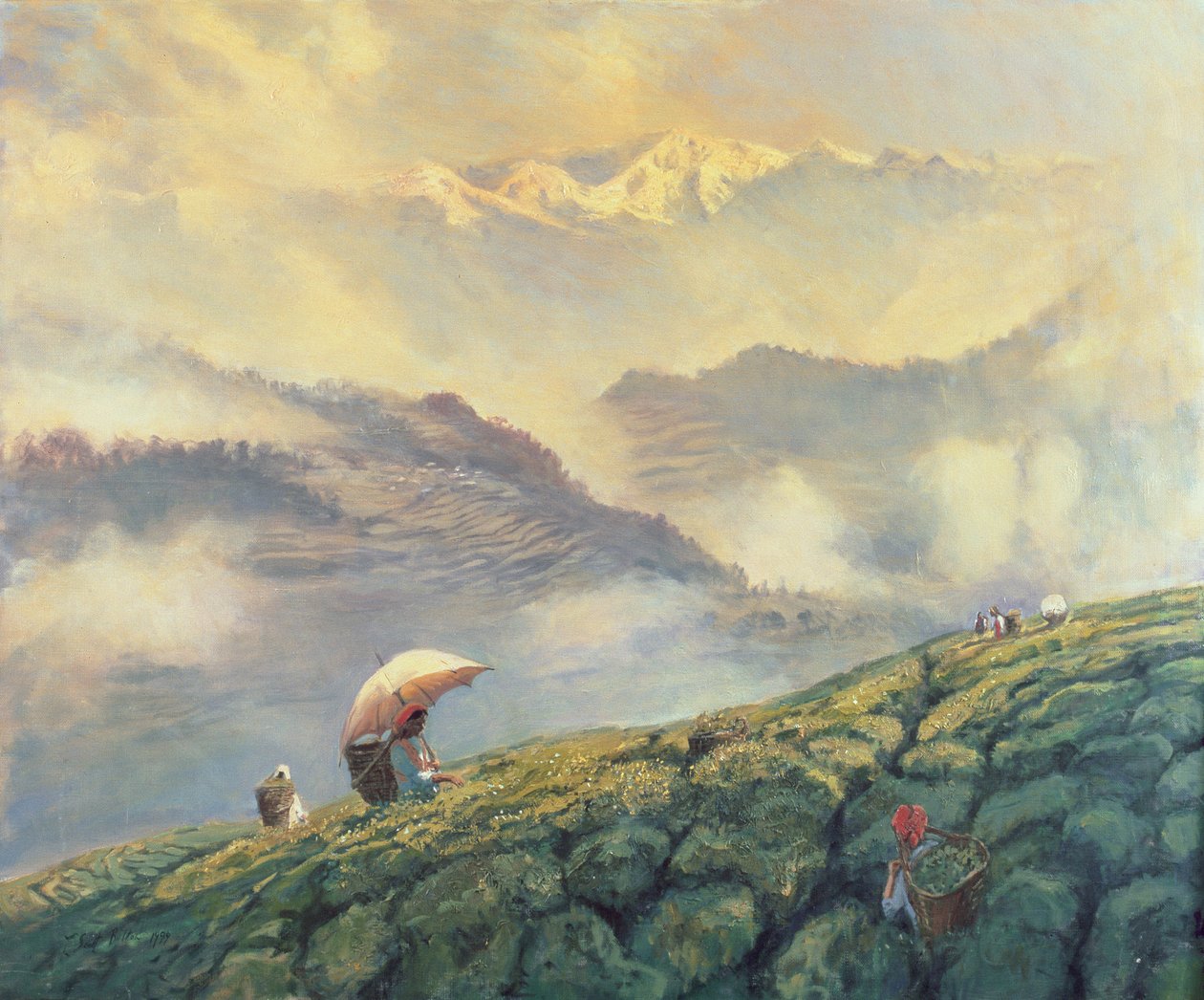 Teplukning, Darjeeling, Indien, 1999 af Tim Scott Bolton