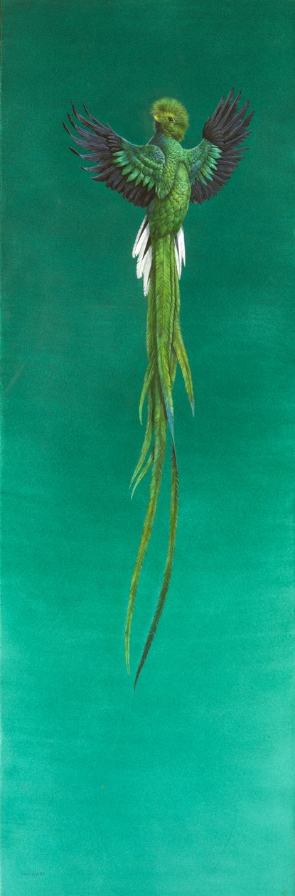 Quetzal ( akvarel og gouache på papir ) af Tim Hayward