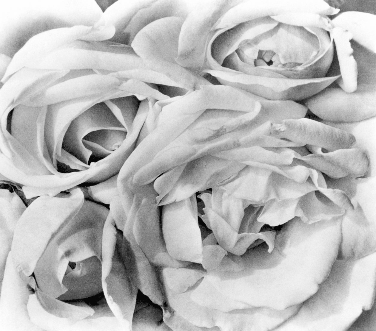 Roses, Mexico City, 1924 af Tina Modotti