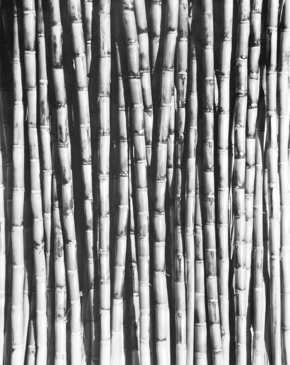 Sukkerrør, Mexico, 1929 af Tina Modotti