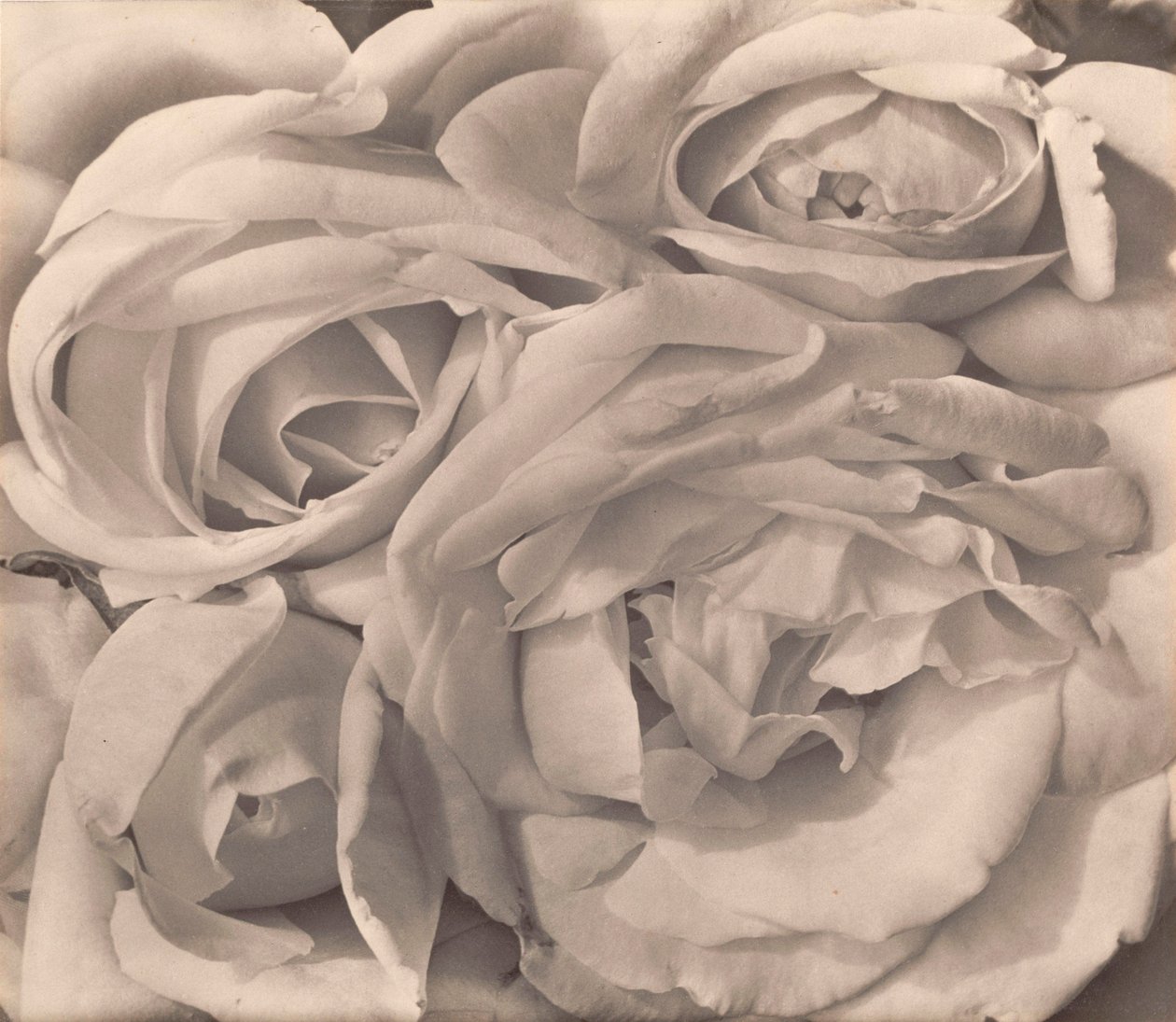 Roses, Mexico af Tina Modotti af Tina Modotti