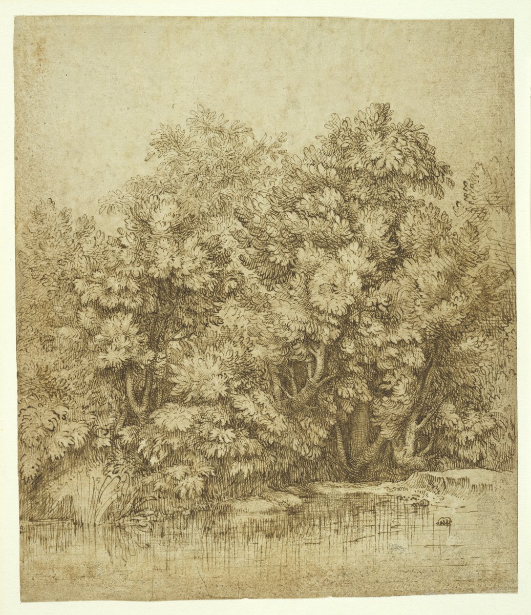 Trees Near a Pool of Water, ca. 1530 (brunt blæk over kul på cremet antikt lagt papir) af Tiziano Vecelli
