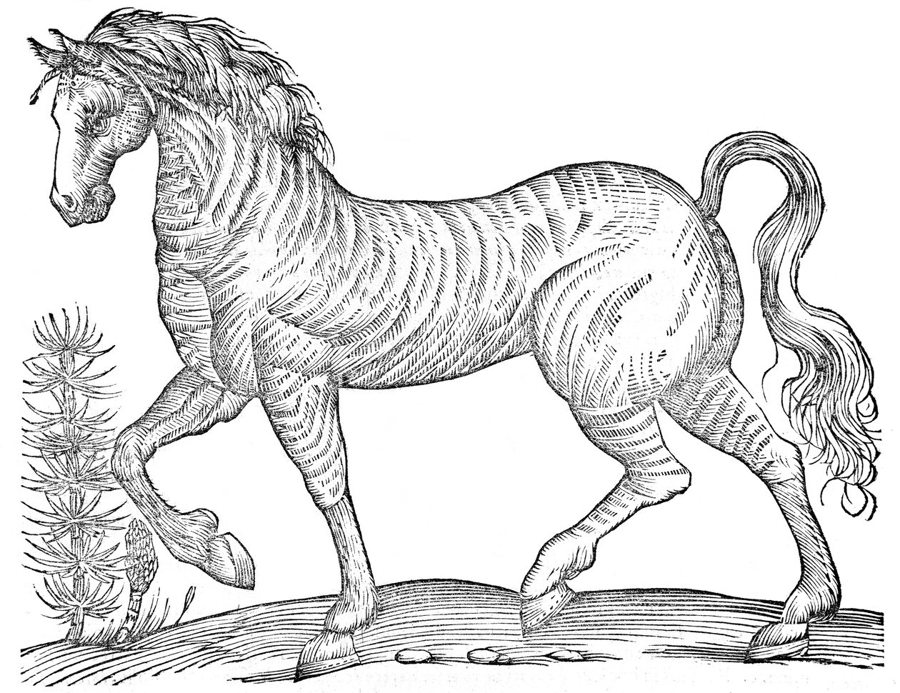 De quadrupedibus solidipedibus volumen integrum af Ulisse Aldrovandi