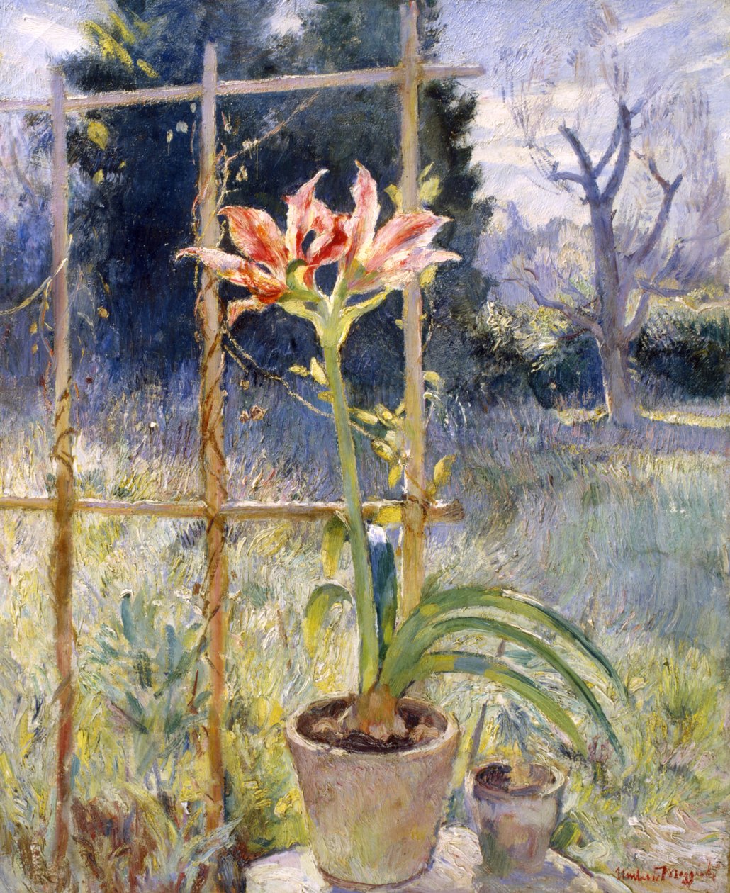 Amaryllis af Umberto Moggioli
