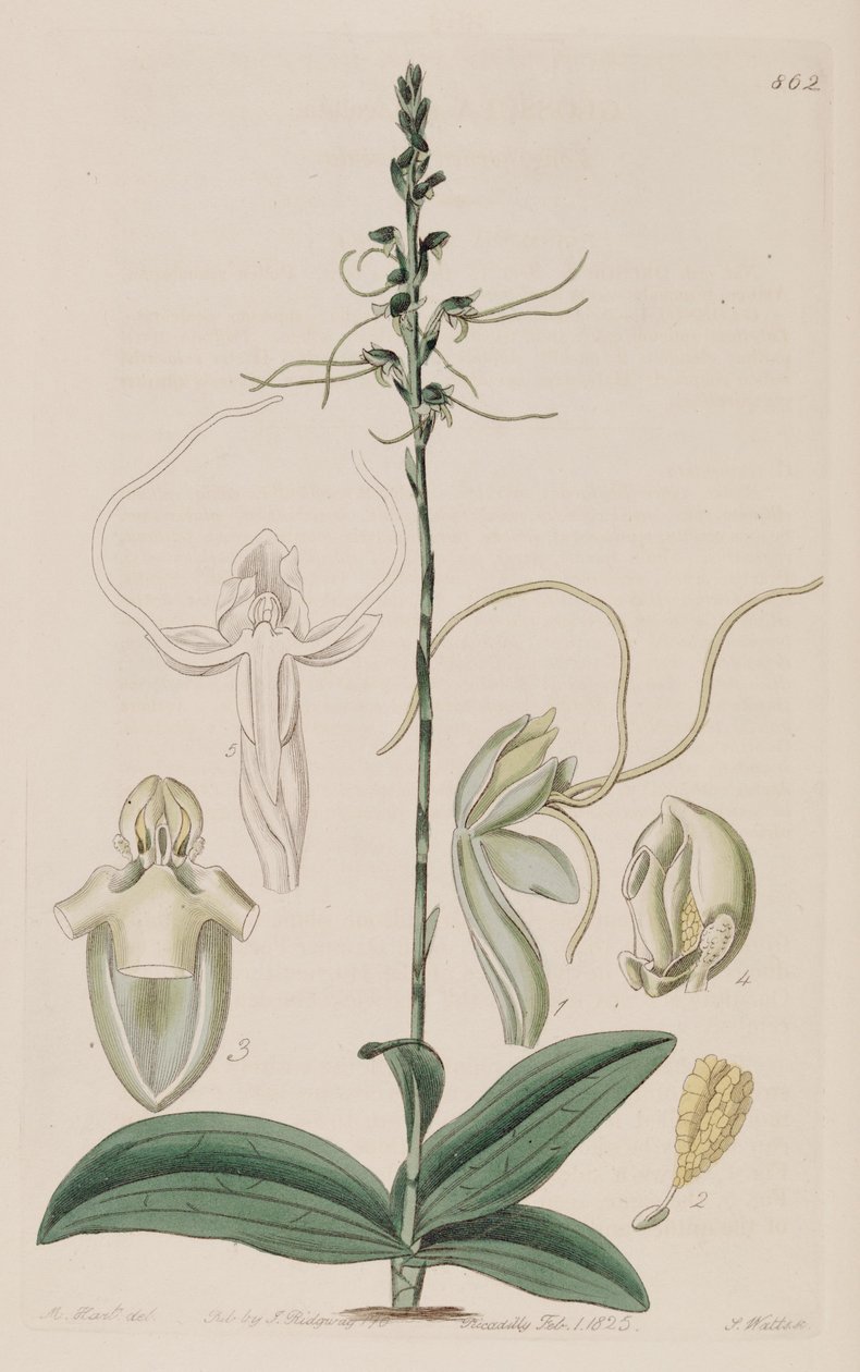 Illustration af Peristylus tentaculatus (som syn. Glossula tentaculata) af Unbekannt Unbekannt