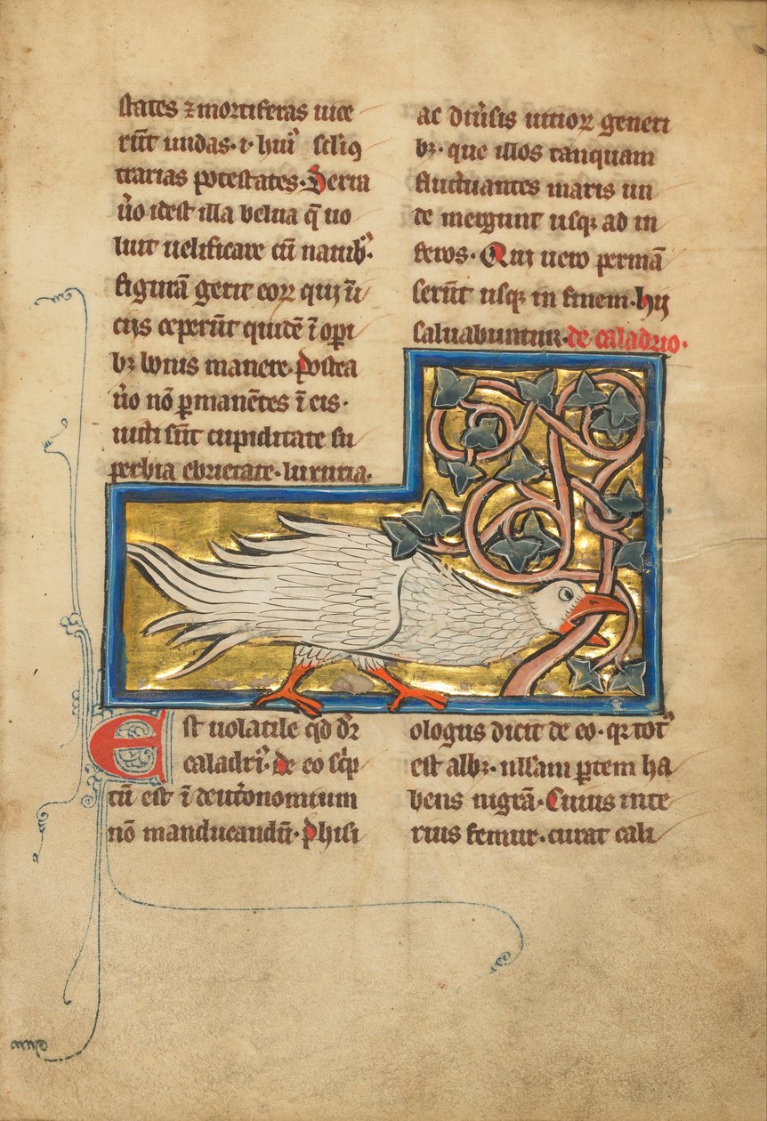 En Plover (6807738) af Unbekannt Unbekannt