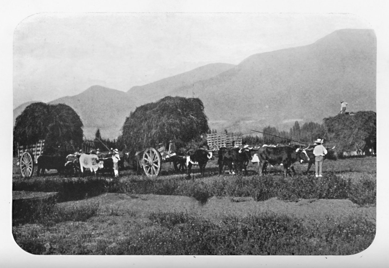 En chiliansk høst, 1911 af Unbekannt