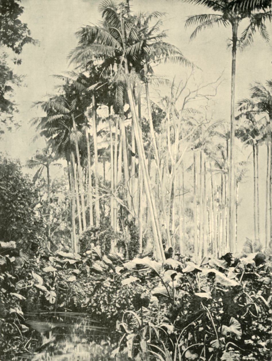 A Grove of Palms, 1901. af Unbekannt