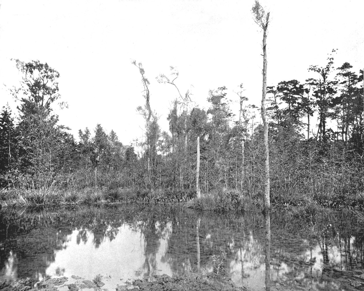 En Louisiana sump, USA, c1900. af Unbekannt