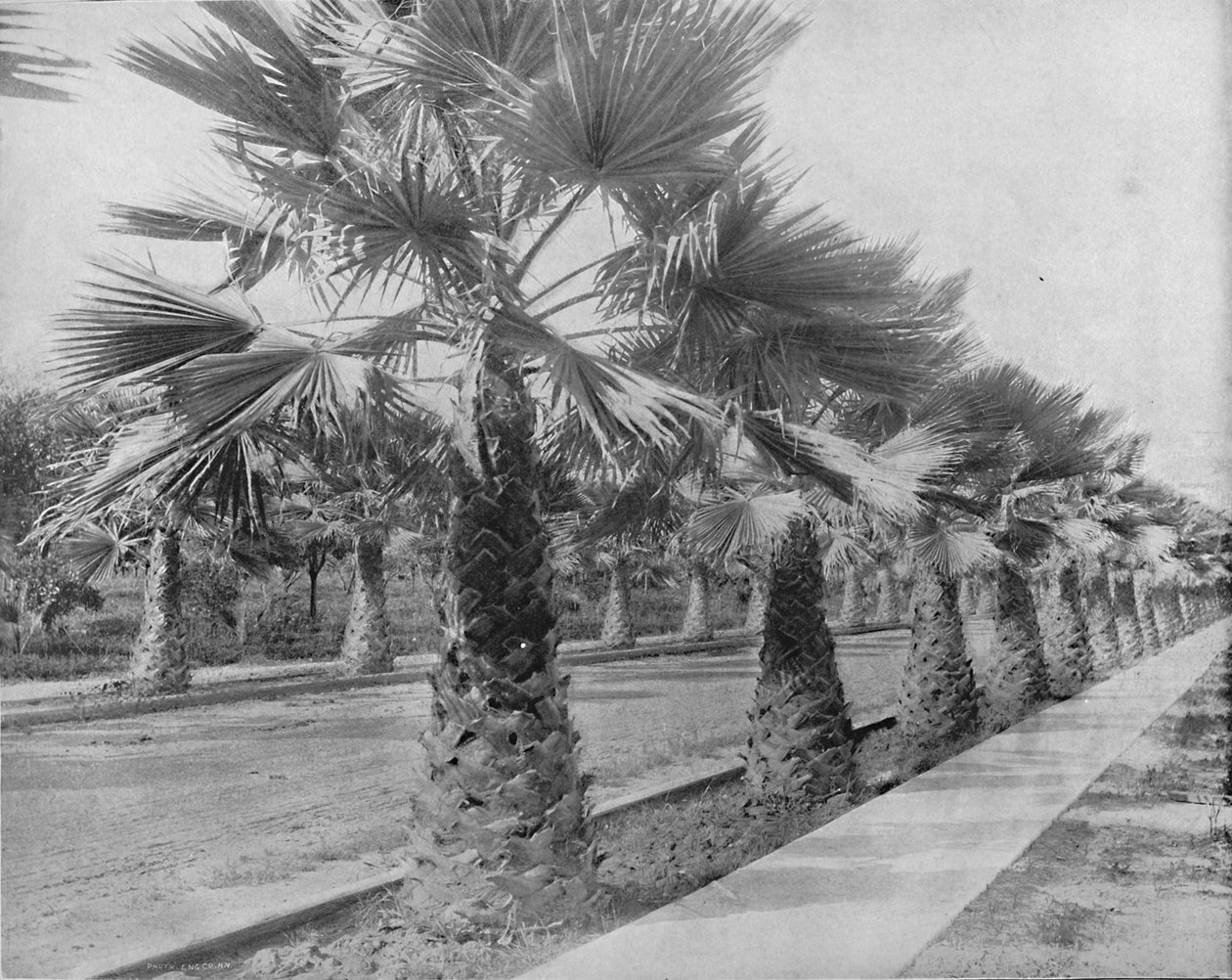 A Palm Avenue i Los Angeles, Cal., c1897. af Unbekannt