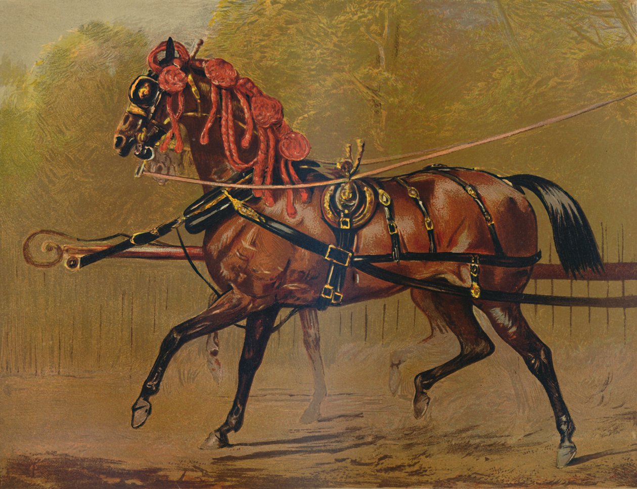 En statsvognshest, c1879. af Unbekannt
