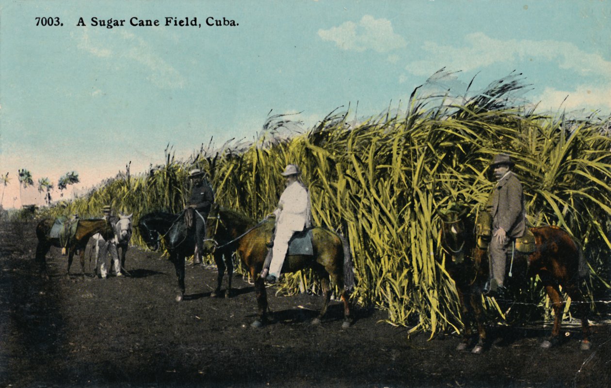 En sukkerrørsmark, Cuba, 1912. af Unbekannt