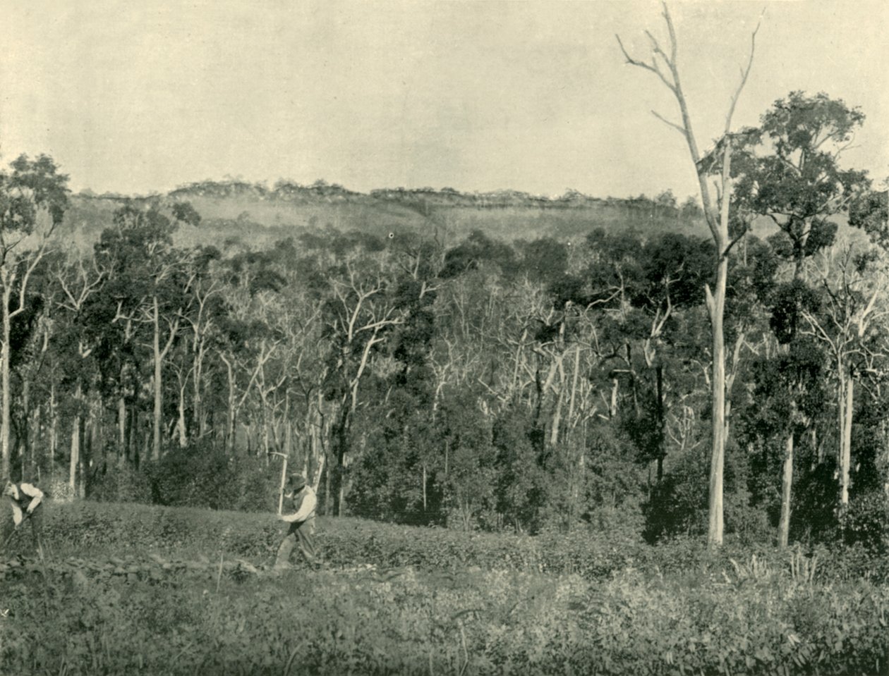 En victoriansk bjerggård, 1901. af Unbekannt