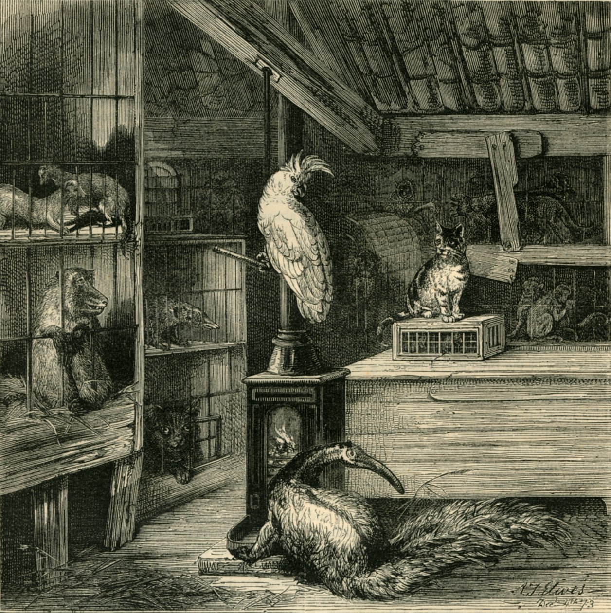 En vilddyrsbutik, c1873. af Unbekannt