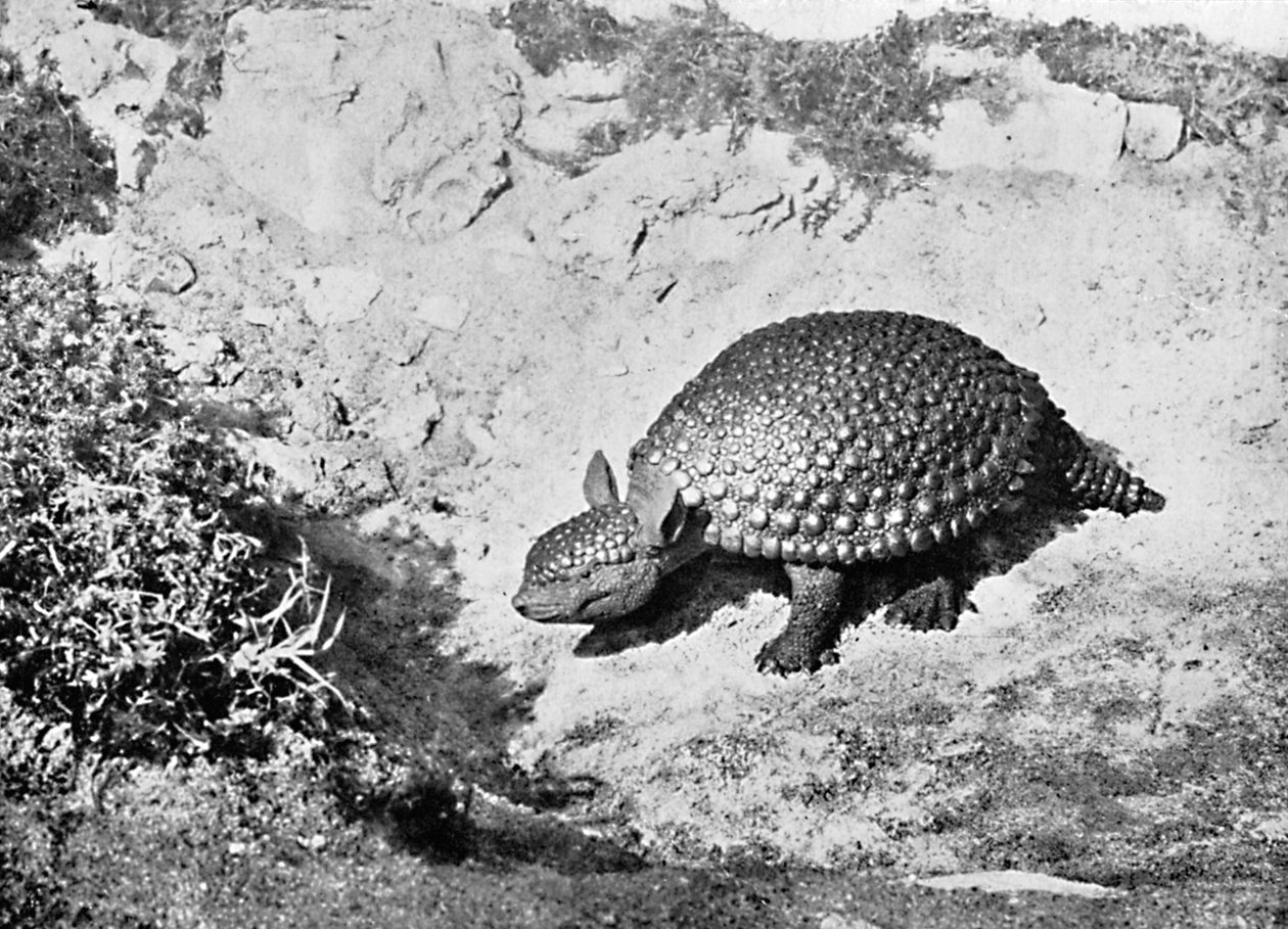 En glyptodon, det 20. århundrede af Unbekannt