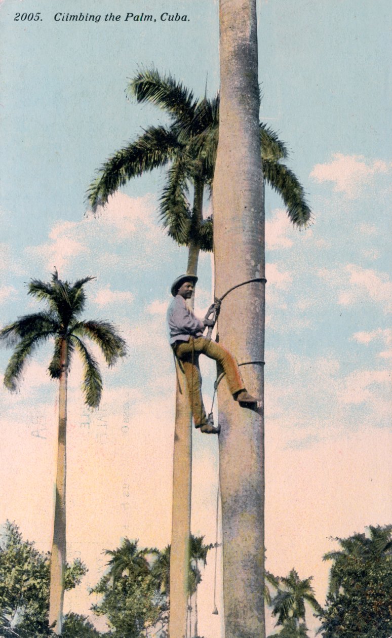En mand, der klatrer i et palmetræ, Cuba, 1911 af Unbekannt