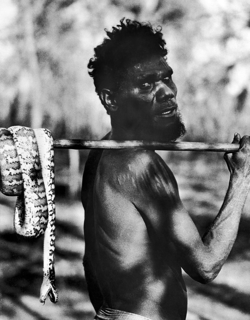 Aborigine With Snake (s/h-billede) af Unbekannt