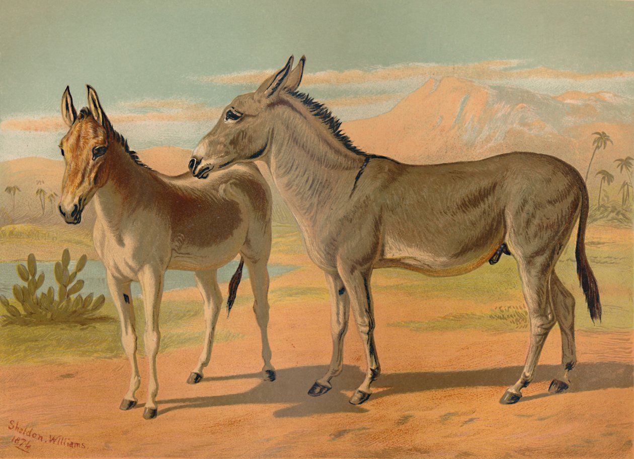 Abessinisk vild mandlig røv og kvindelig indisk onager, c1879. af Unbekannt