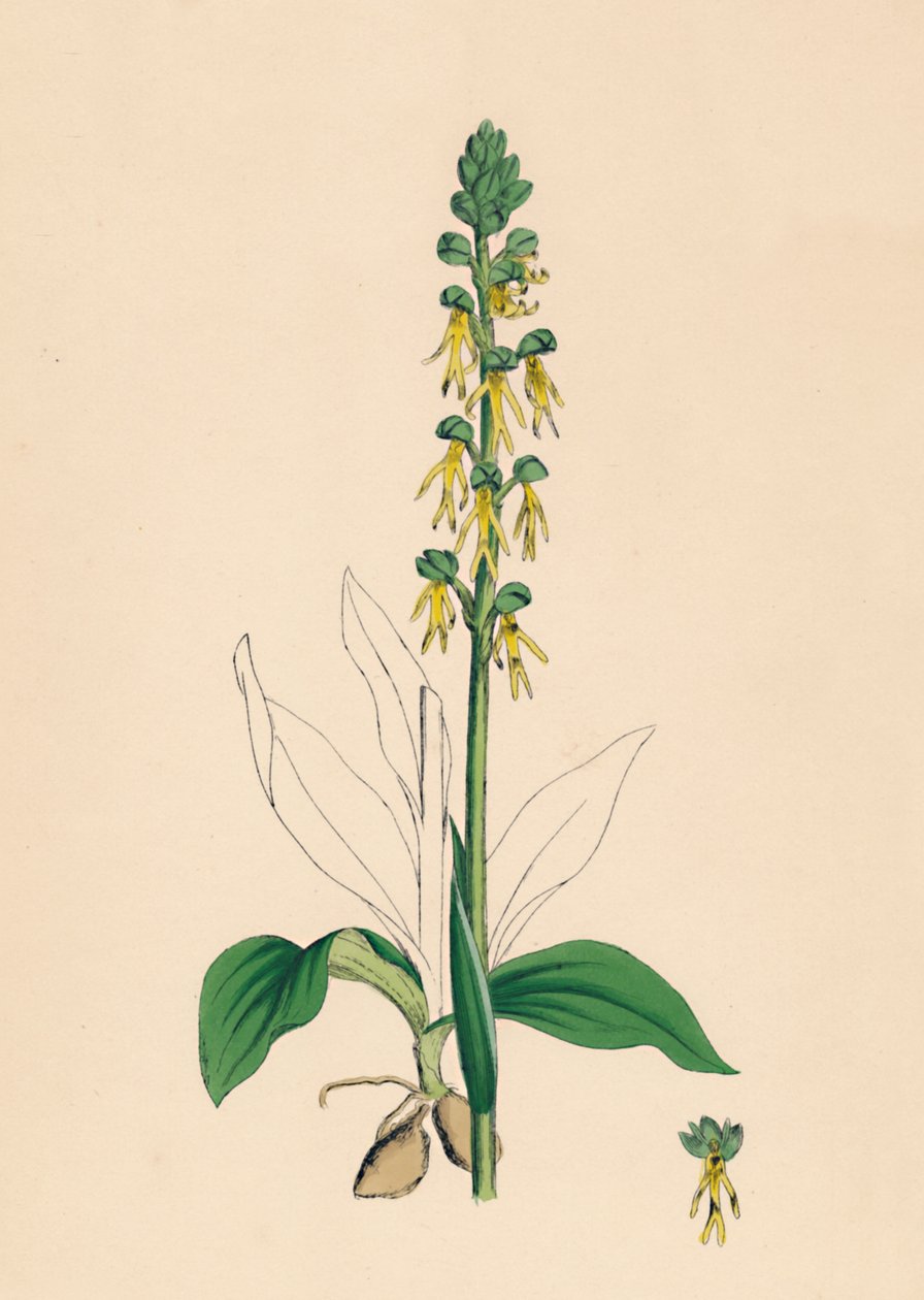 Aceras anthropophora. Man Orchis, 1800-tallet af Unbekannt