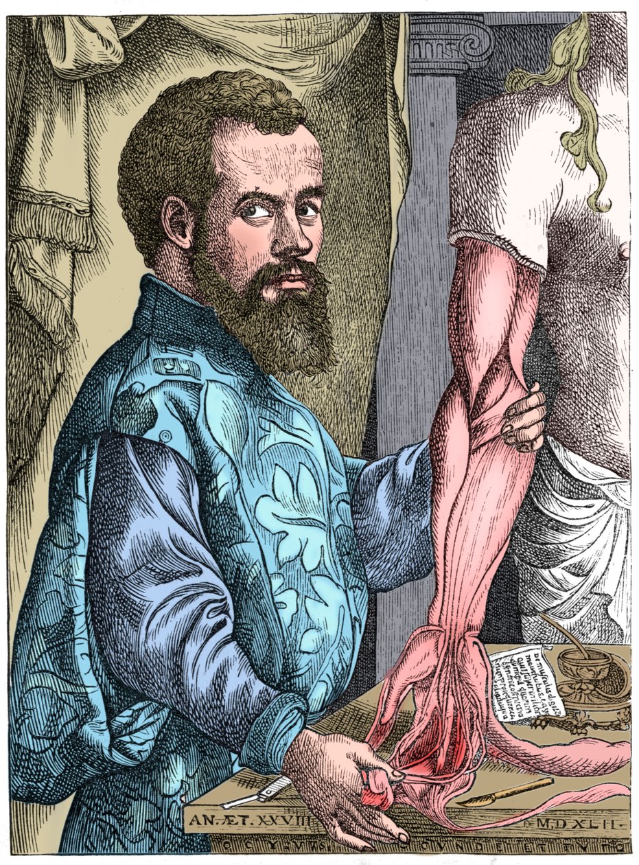 Andreas Vesalius, flamsk anatom fra det 16. århundrede af Unbekannt