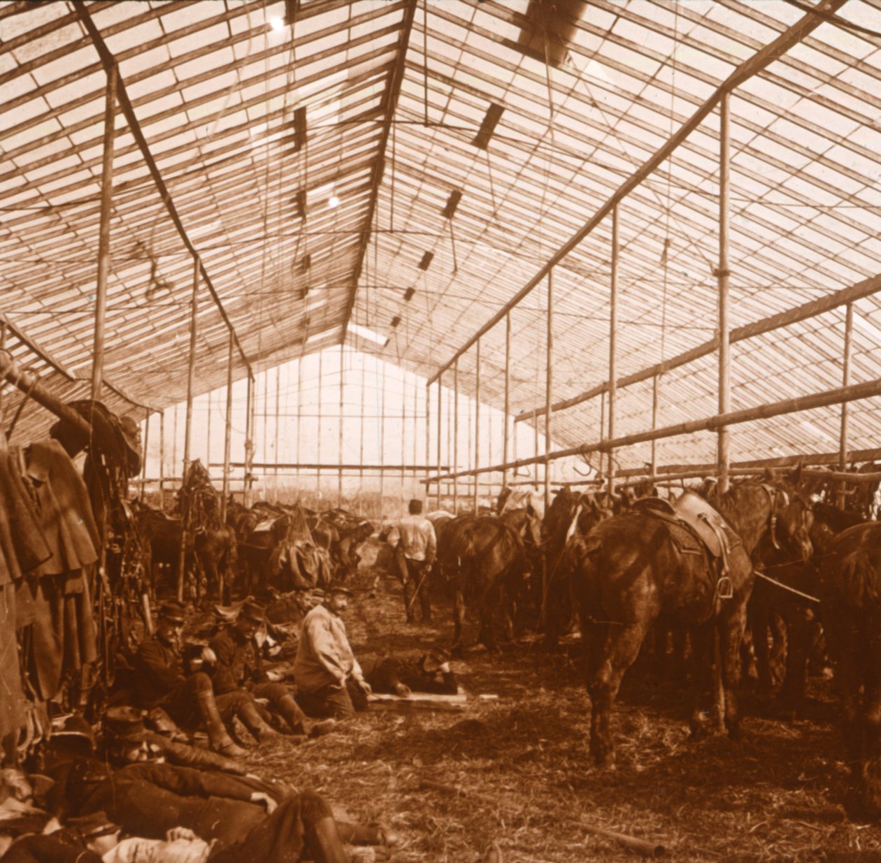 Artilleriheste, c1914-c1918 af Unbekannt