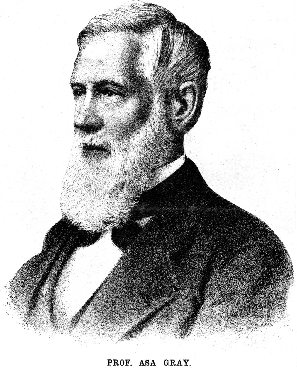Asa Gray, amerikansk botaniker, 1888 af Unbekannt