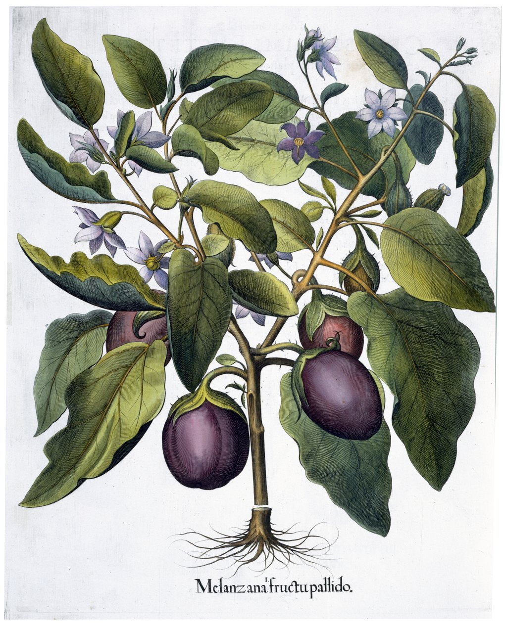 Aubergine, 1613 af Unbekannt