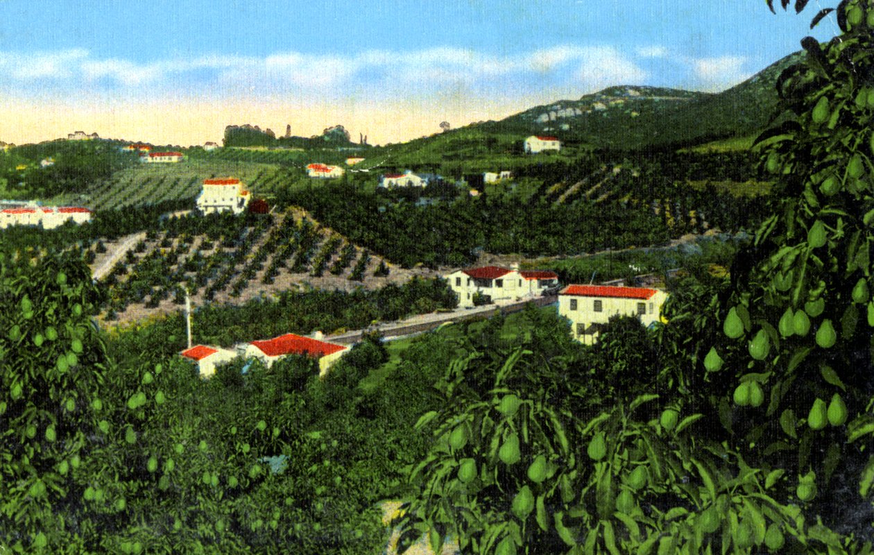 Avocadolunde, San Diego, Californien, USA, omkring 1900-tallet af Unbekannt