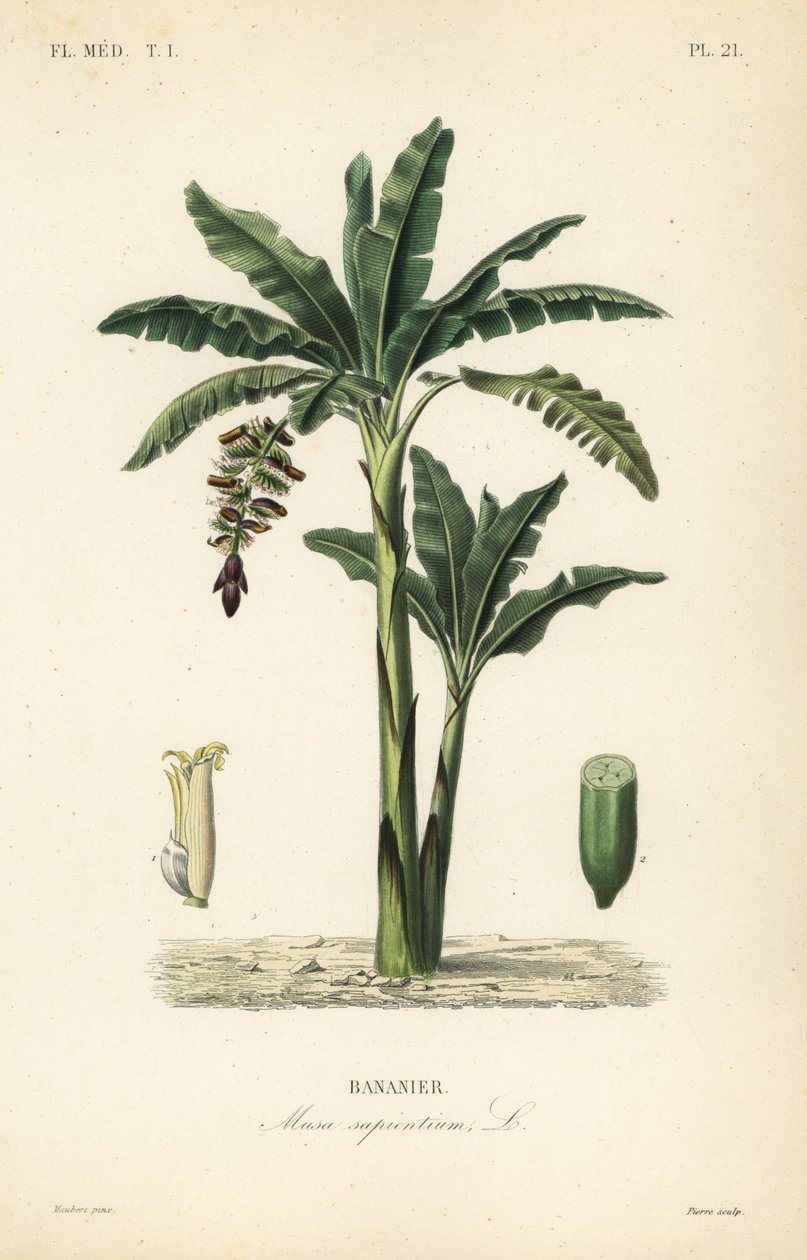 Banantræ, Bananparadis, Banansalvie, Bananier af Unbekannt