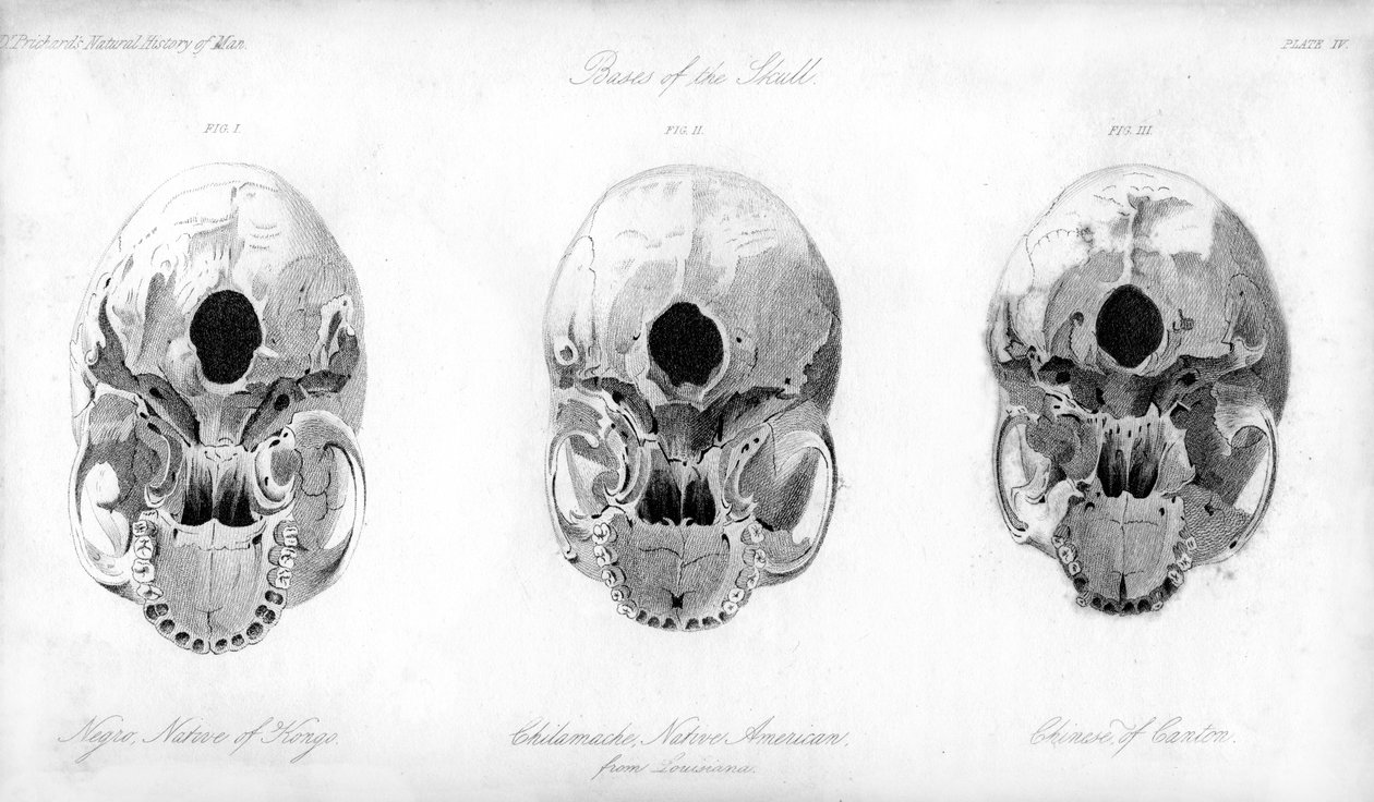 Basis af kraniet, 1848 af Unbekannt