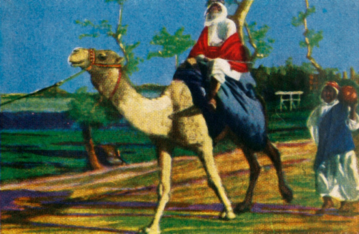 Beduin rider på en kamel, Egypten, c1928. af Unbekannt