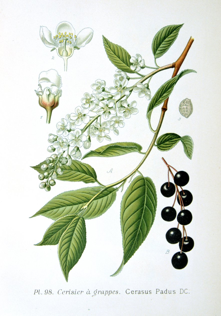 Fuglekirsebær, 1893 af Unbekannt