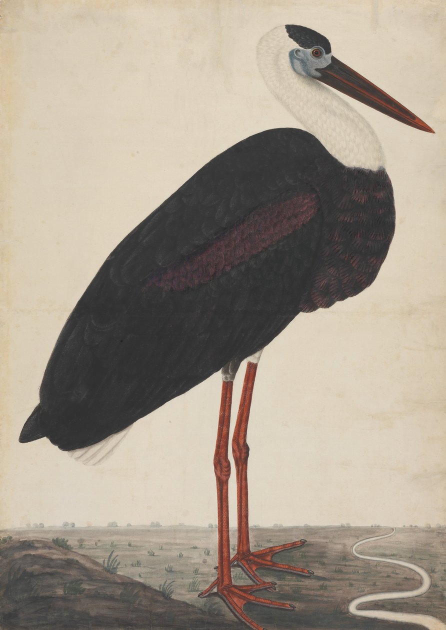 Sort stork i et landskab, ca. 1780. af Unbekannt