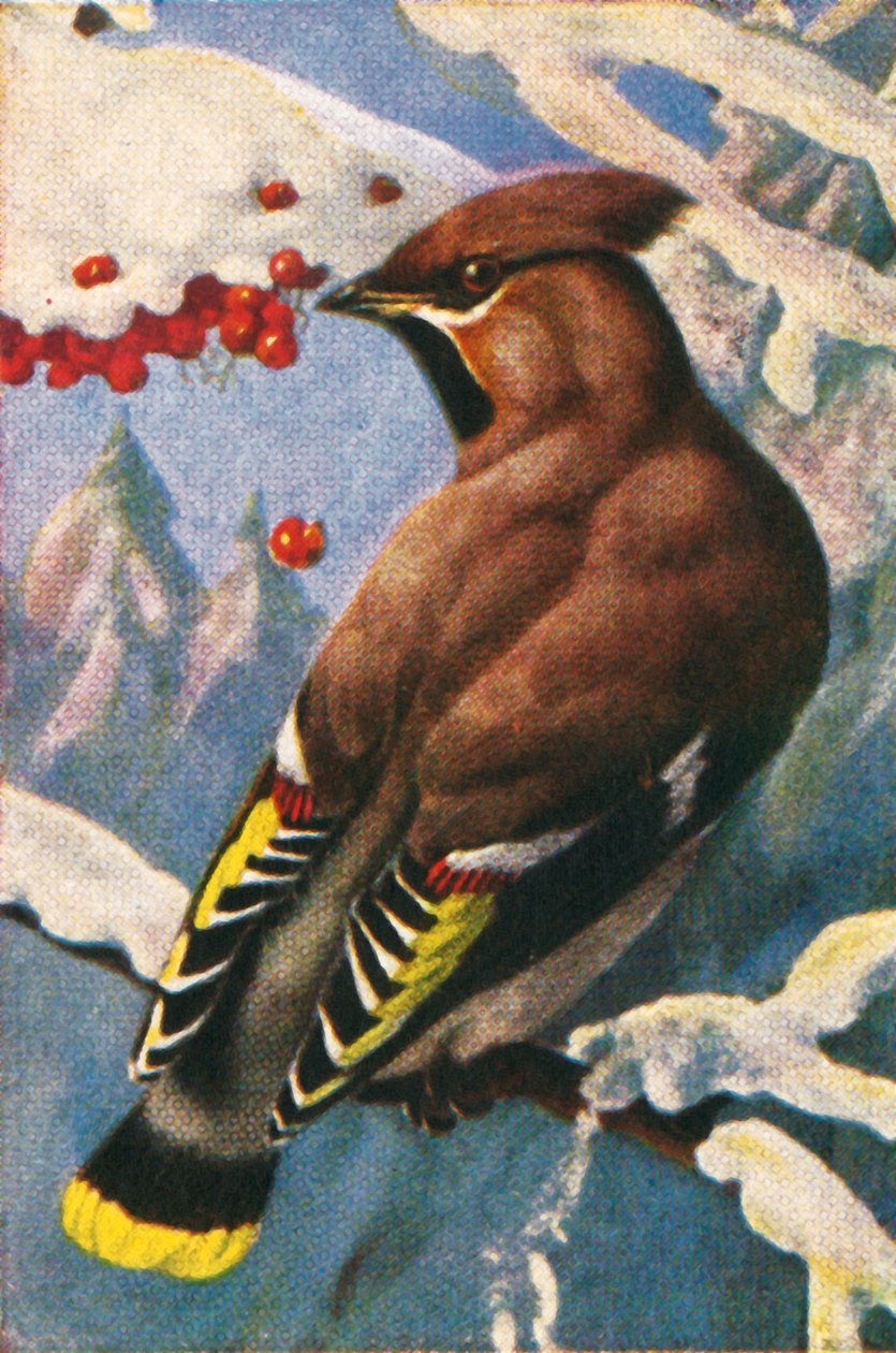 Bøhmisk voksvinge, c1928. af Unbekannt