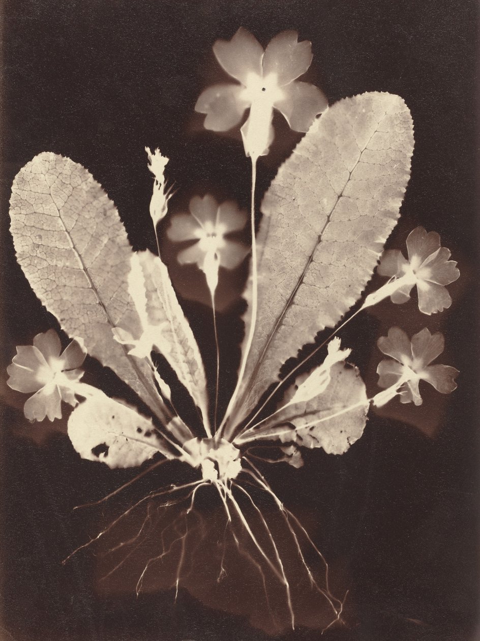 Botanisk fotogram, 1860
