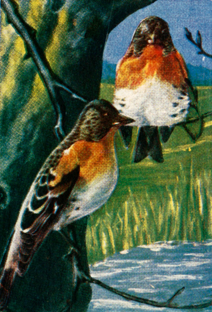 Bramblings, c1928. af Unbekannt