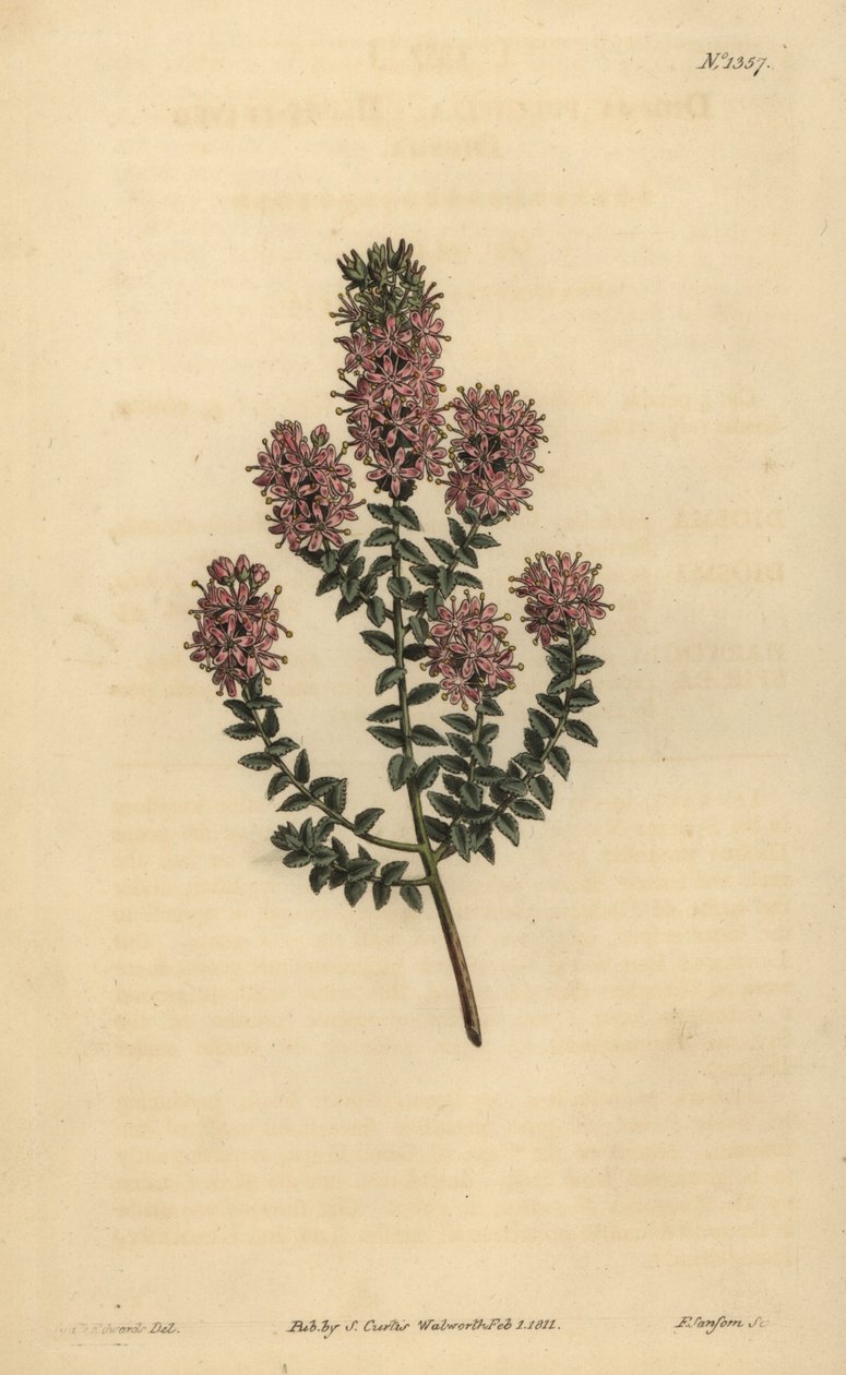 Buchu, Agathosma pulchella (stumpbladet diosma, Diosma pulchella) af Unbekannt