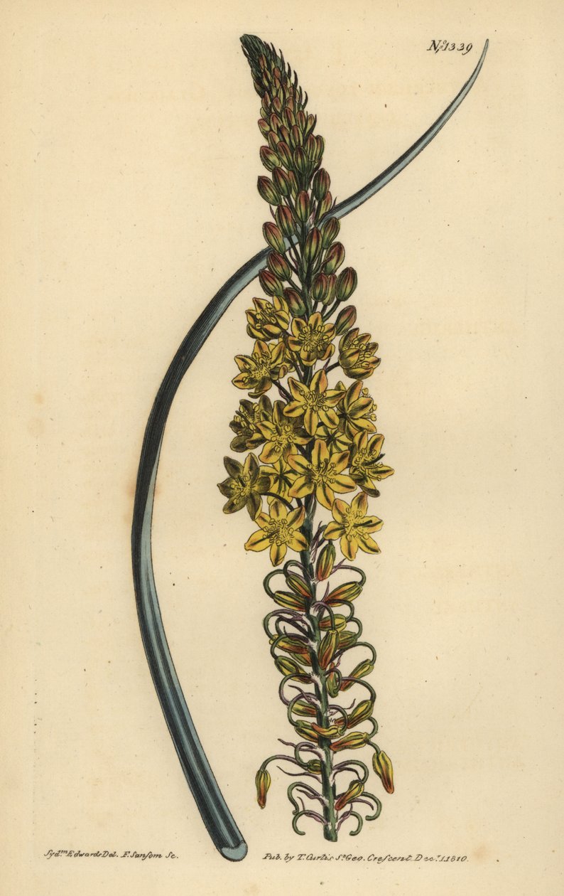 Bulbine asphodeloides (Glaucous leaved anthericum, Anthericum longiscapum) af Unbekannt