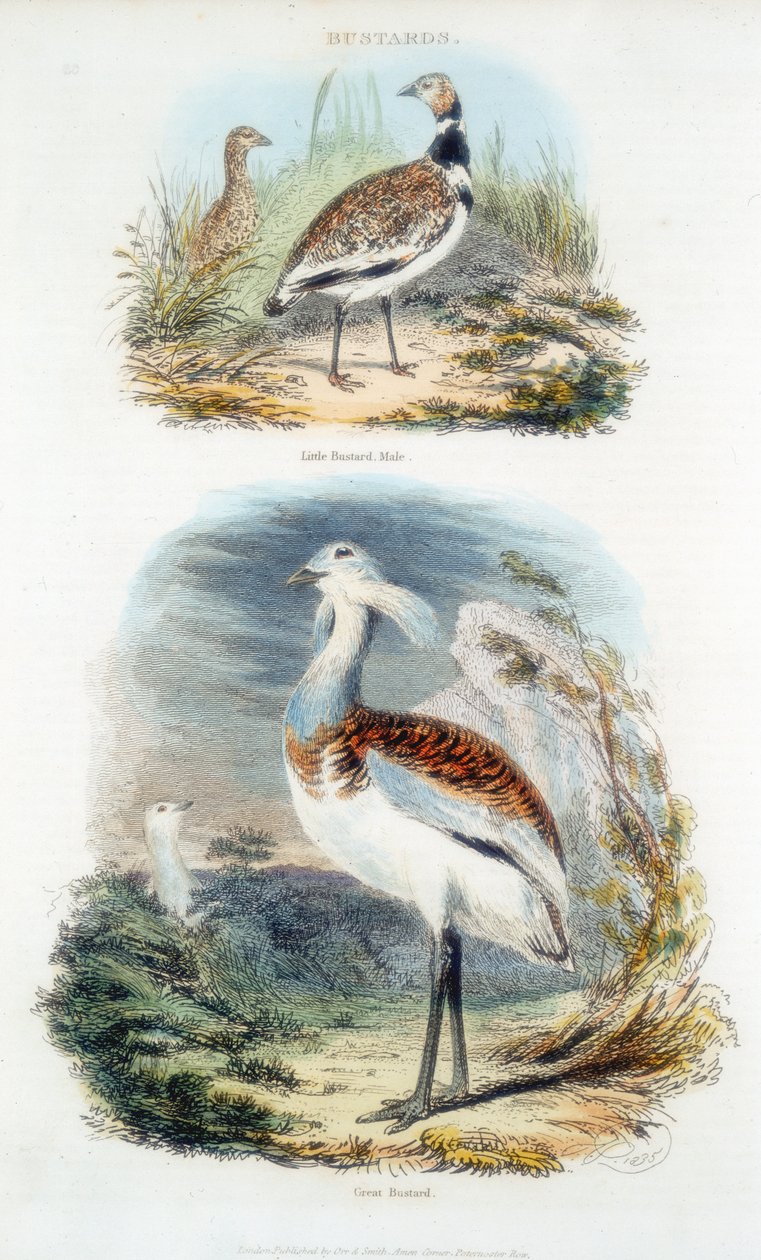 Bustards, 1835 af Unbekannt